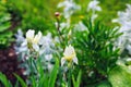 Spring blooming garden with white irises