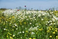 Spring blooming grassland Royalty Free Stock Photo