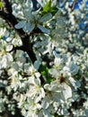 Spring blooming green apple orchard with white flowers