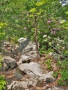 Spring Blooming at Hanging Rock State Park Royalty Free Stock Photo
