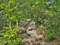 Spring Blooming at Hanging Rock State Park Royalty Free Stock Photo