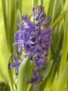 Spring blooming hyacinth flowers in nature.