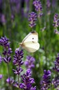 Jarná rozkvitnutá levanduľa a lietajúci motýľ, Slovensko