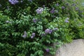 Blooming lilacs in the town park Royalty Free Stock Photo