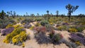 Spring Blooming in Mojave Desert Royalty Free Stock Photo