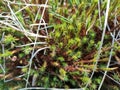 Spring blooming moss close-up