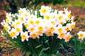 Spring blooming narcissuses, selective focus, toned. Narcissus flower yellow, white. Daffodils white yellow. Narcissus L. Royalty Free Stock Photo