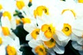 Spring blooming narcissuses, selective focus, toned. Narcissus flower yellow, white. Narcissus L. Daffodils white yellow. Royalty Free Stock Photo