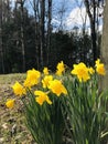 Spring Blooming Naturalized Bright Yellow Daffodils Landscape