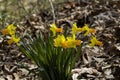 Spring Blooming Naturalized Yellow and Gold Daffodils