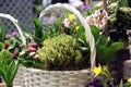 Spring blooming orchard in basket