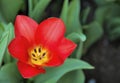 Individual Red Tulip in the Springtime