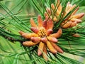 Spring blooming pine tree closeup. Pine buds, pine blossoms on the Black Sea coast