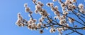 Spring blooming. Pink almond blossoms closeup, blue sky background, banner