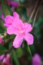 Spring-Blooming Pink Azalea Flower