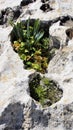 Spring blooming plants in a depression in the limestone rocks Cyprus