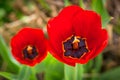 Spring blooming red Tulip close up top view Royalty Free Stock Photo