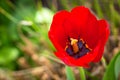 Spring blooming red Tulip close up top view Royalty Free Stock Photo