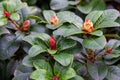 Rhododendron bushes with bright flower buds Royalty Free Stock Photo