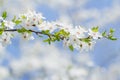 Spring blooming sakura background of white and pink flowers Royalty Free Stock Photo