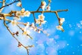 Spring blooming scents . Royalty Free Stock Photo