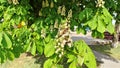 In spring, during the blooming season of the gardens, a chestnut tree blossomed in the city park. White flowers bloomed on the tre Royalty Free Stock Photo