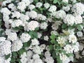 Spring blooming shrub with many white flowers - Spirea Spiraea cantoniensis . Also known as Reeve`s spiraea Royalty Free Stock Photo