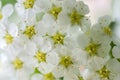 Spring blooming shrub with many white flowers - Spirea Spiraea cantoniensis