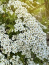 Spring blooming shrub with many white flowers - Spirea Spiraea cantoniensis. Selective focus Royalty Free Stock Photo