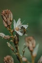 Spring blooming of a single asphodel with small bee Royalty Free Stock Photo