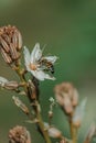 Spring blooming of a single asphodel with a small bee Royalty Free Stock Photo