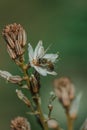 Spring blooming of a single asphodel with a small bee Royalty Free Stock Photo