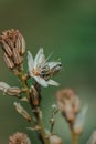 Spring blooming of a single asphodel with a small bee Royalty Free Stock Photo
