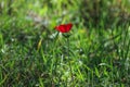 Spring blooming of a single red anemone in the forest Royalty Free Stock Photo