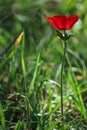 Spring blooming of a single red anemone in the forest Royalty Free Stock Photo