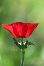 Spring blooming of a single red anemone in the forest Royalty Free Stock Photo