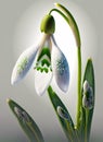 spring blooming snowdrop