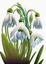 spring blooming snowdrop