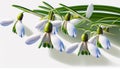 spring blooming snowdrop