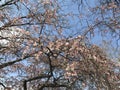 Spring blooming tree apple blue sky good mood sunny Royalty Free Stock Photo