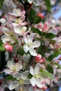 Spring blooming tree background Royalty Free Stock Photo