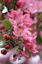 Spring blooming tree background Royalty Free Stock Photo