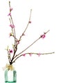 Spring, blooming tree branch isolated Royalty Free Stock Photo