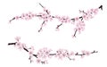 Spring blooming tree branches with pink flowers