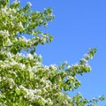 Spring blooming tree. Branches with white flowers against blue sky Royalty Free Stock Photo