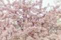 Spring blooming tree with delicate pink flowers Royalty Free Stock Photo