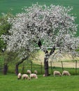 Spring blooming tree and grazing sheeps, Slovakia