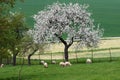 Spring blooming tree and grazing sheeps, Slovakia