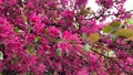 Spring blooming tree, pink flowers tremble in the wind