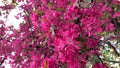 Spring blooming tree, pink flowers tremble in the wind vertical shot